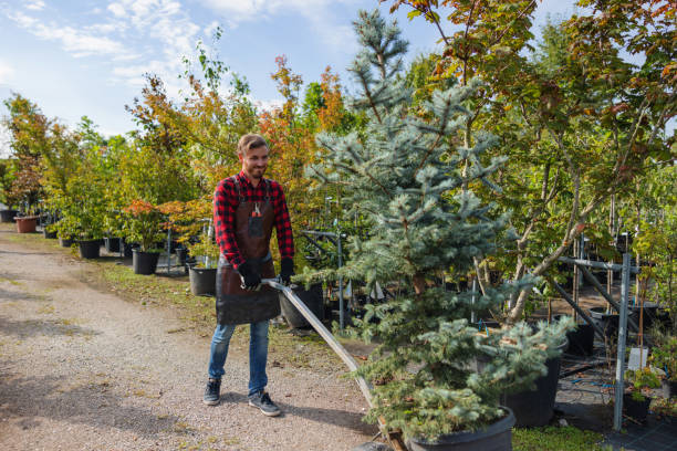 How Our Tree Care Process Works  in  Greenwood, IN